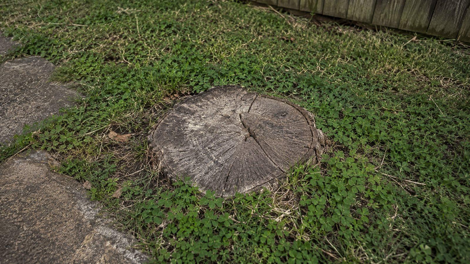 A weathered tree stump sitting flush in a patchy lawn