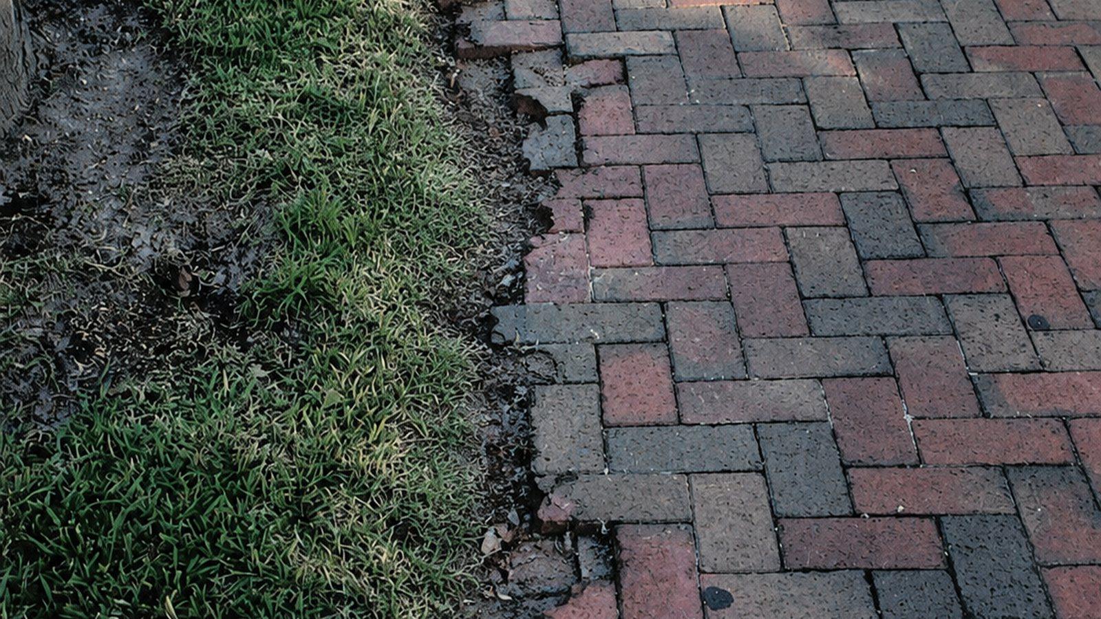 The edge of a brick path that has let go, the outer pavers crept out of line and the joints opened