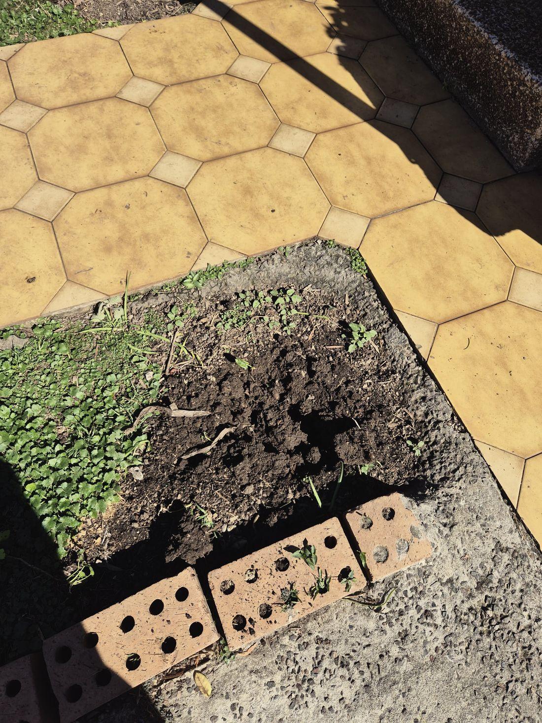 A garden bed being cleared and turned over beside a paved path