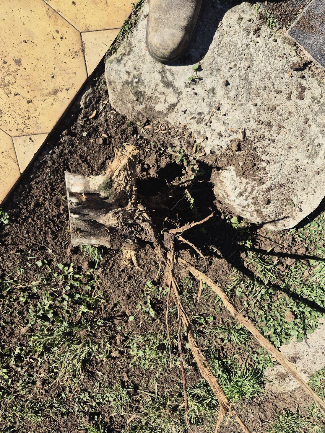 A garden bed with an open hole and the tree root ball and taproots hauled out